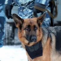 Служебная собака обнаружила улики